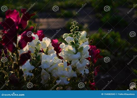 Colorful Snapdragons In The Garden Close Up Stock Image Image Of