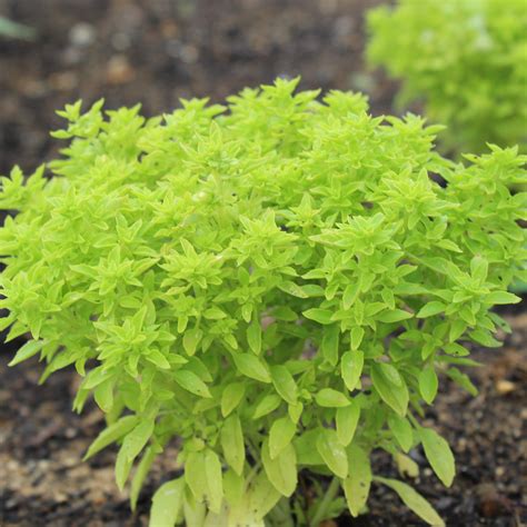 Basil Herb Plant