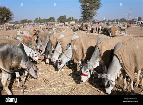 Farming Rural Ox Oxen Farming Hi Res Stock Photography And Images Alamy