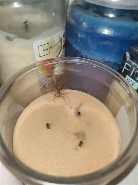 What The Fuck Is This Abomination R Whatsthisbug