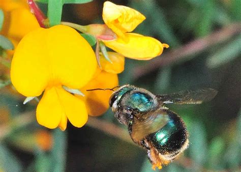 Giant Carpenter Bee Australia - Picture Of Carpenter