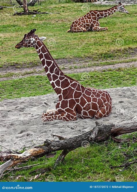 Sitting Giraffe 1 Stock Photo Image Of Careful Wild 187272072