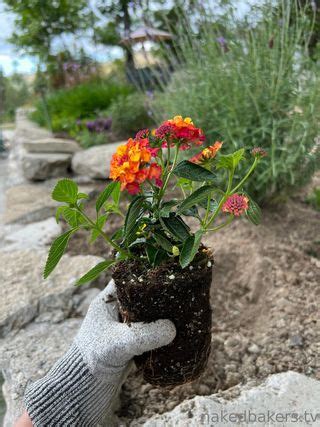 Nina Nishimura Https Nina Nishimura Nishimura Nina Nude Onlyfans Photo Nudostar Tv