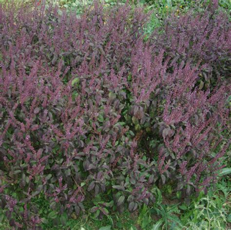 Tulsi Krishna — Holy Basil Shyama Tulasi Ocimum Tenuiflorum Potted