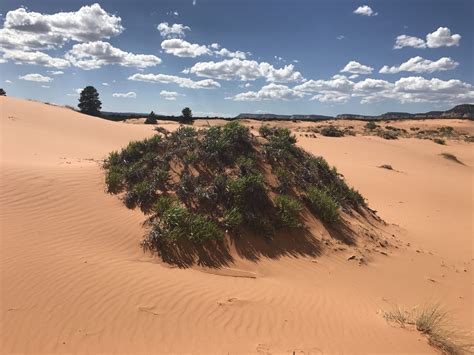 The Adventure: Coral Pink Sand Dunes State Park in southern Utah....