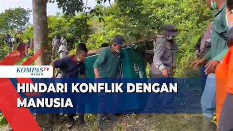 Momen Pelepasliaran Orang Utan Di Suaka Margasatwa Siranggas Pakpak