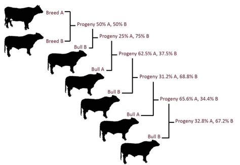 What Is Line Breeding In Beef Cattle Denny Wheint