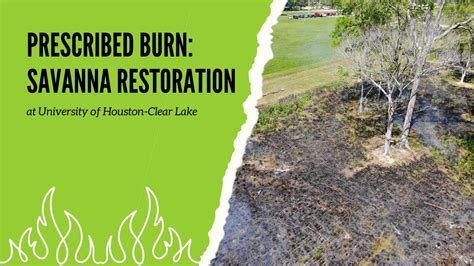 Prescribed Burn Savanna Restoration At University Of Houston Clear