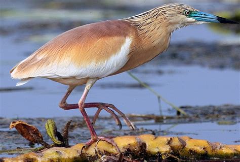 Come Riconoscere Gli Uccelli Ittiofagi