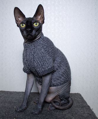 15 Cat Sweater Knitting Patterns - Knitting News