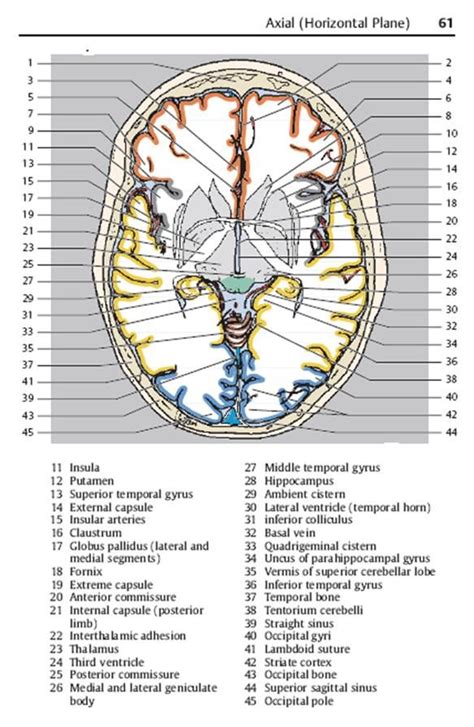 Lobes Of Brain Axial