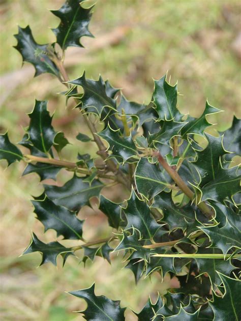 Deck The Halls 5 Best Holly Trees For A Garden And Garlands Gardenista