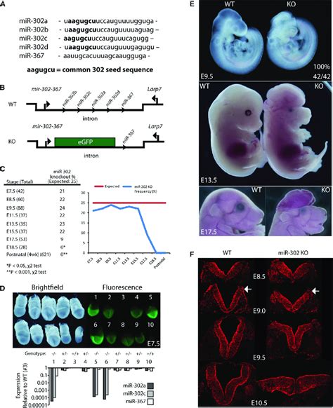 Deletion Of Mir 302 Leads To Failure Of Cranial Neural Tube Closure A