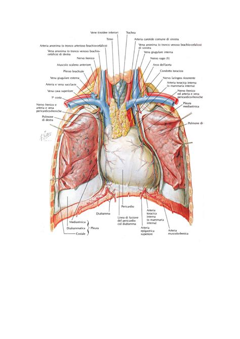 anatomia cuore immagini date dal prof inserite  esame anatomia