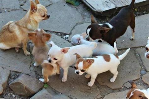 MINI TOY CHIHUAHUA PUPPIES in Bramley | Dogs & Puppies | Public Ads 71903