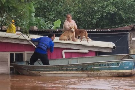 Campanha para ajudar animais afetados pela enchente no RS é organizada