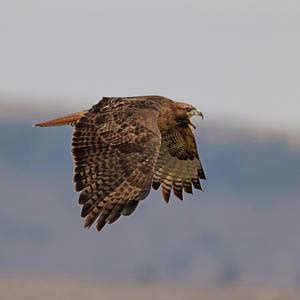 Swainson S Hawk In Flight Photograph By Loree Johnson Pixels