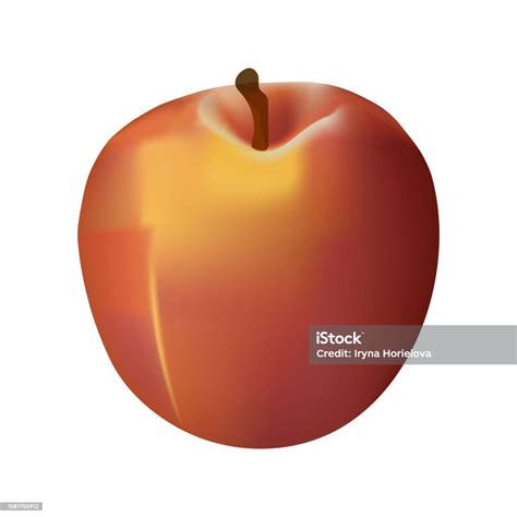 Vector Realistic Apple Red And Yellow Stock Illustration Download