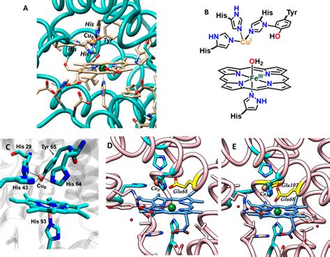 A Active Site Structure Of CcO In An Enzyme Environment 1OCC 109