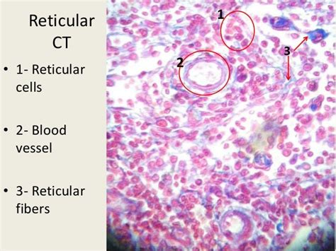 Histology Lab Slides