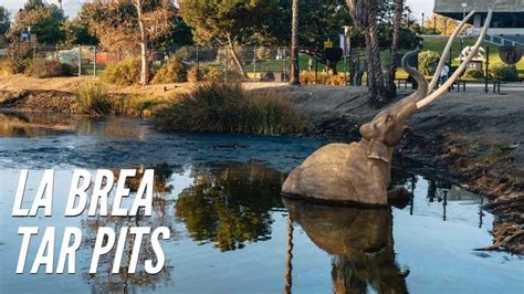 Exploring The La Brea Tar Pits In Los Angeles 400035 Exploring The La