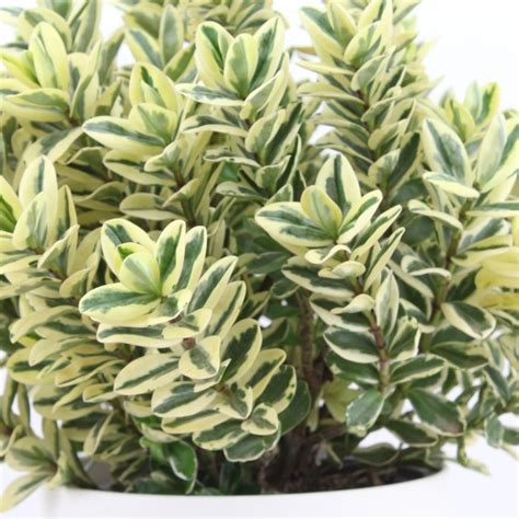 Verónica Hebe Hebe Andersonii Variegata Tusplantasonline