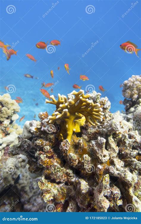 Recife De Coral Colorido No Fundo Do Coral Amarelo Fogo Do Mar Tropical