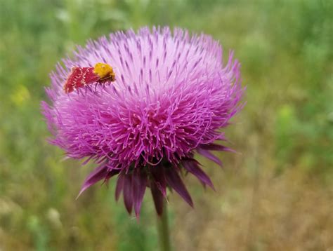 indian blanket flower moth 1 | The Prairie Ecologist