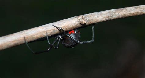 Quais S O Os Tipos De Aranhas Mais Perigosos