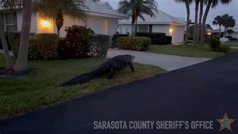 Watch Massive Gator Take Easter Stroll In Florida Neighborhood Nbc 6 South Florida