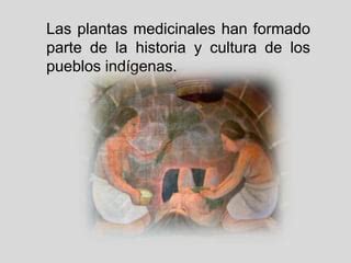 Plantas medicinales en méxico PPT