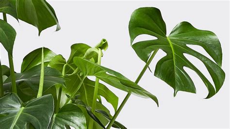 Monstera And Swiss Cheese Plant Care Guide Patch Plants