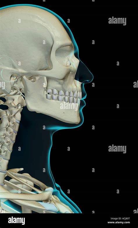 How Many Bones In The Face And Head Crossfit The Bones Of The Skull