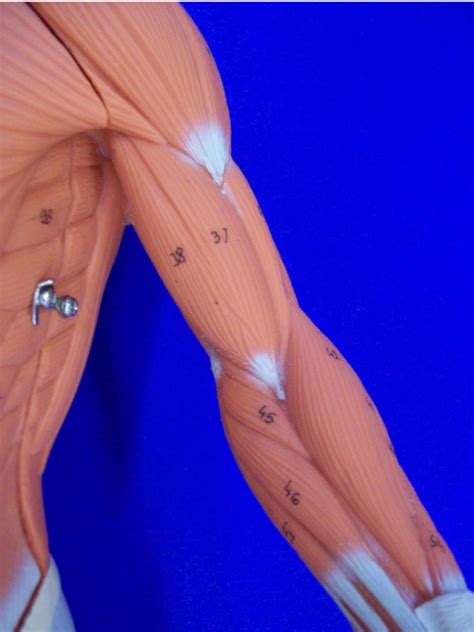 Small Muscle Man Model Arm Diagram Quizlet