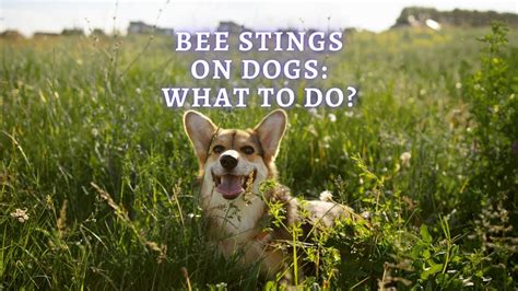how to tell if dog got stung by bee