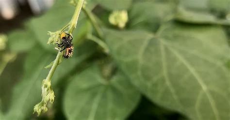 Ladybug Larvae Eating Milkweed Aphid Album On Imgur