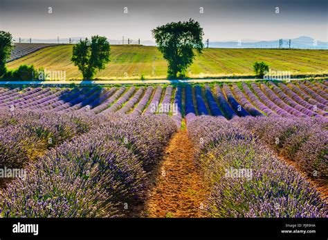 Lavender Cultivation Fields Stock Photo Alamy