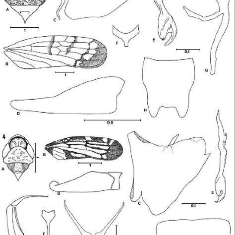 Portanus Vitattus Sp Nov A Cabeça Pronoto E Escutelo Vista Download Scientific Diagram