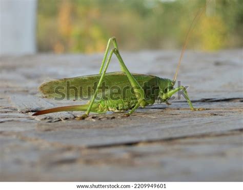 Large Green Grasshopper Praying Mantis Stock Photo 2209949601 ...