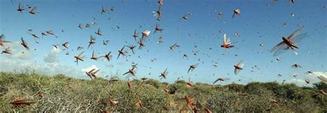 Locust attack threats in Pakistan under complete control - Zameen News