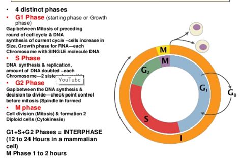 What is Interphase | Definition and Stages