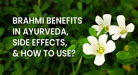 Health Benefits Of Brahmi Side Effects And How To Use