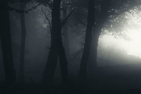 Dark Forest Ghost Banner Background Custom Designed Web Elements