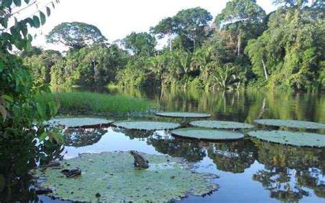 Parques nacionales naturales de la región Amazónica Colombia Verde