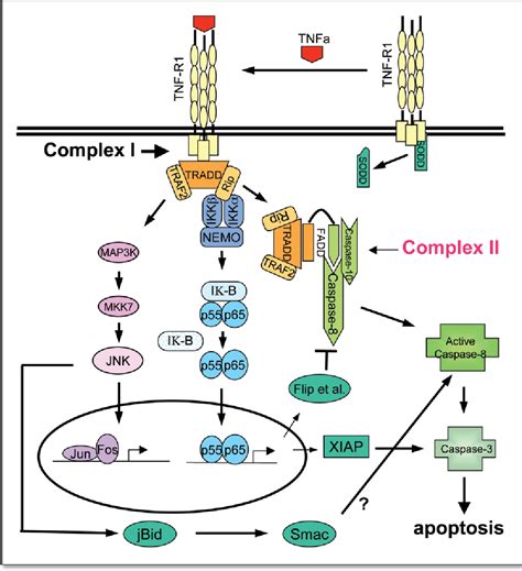 Cell Death Pathways