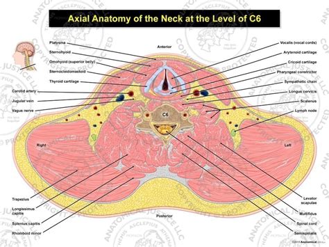 Axial Anatomy Of The Neck At The Level Of C6