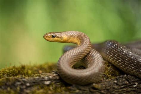 Identifier Les Serpents Venimeux Un Guide Essentiel