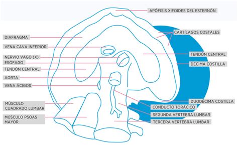 Todo Sobre El Diafragma Funciones Y Tratamientos Fisioterapia Goya