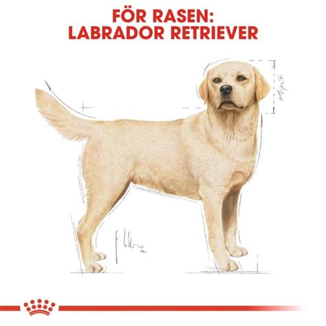 Royal Canin Breed Labrador Retriever Adult | Arken Zoo