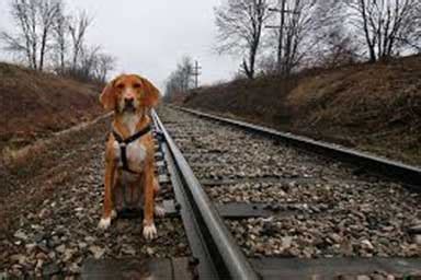 Cane Legato Alle Rotaie Macchinista Ferma Il Treno E Lo Salva